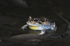 Limnodynastes dumerilii insularis