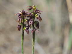 Genoplesium morrisii