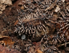 Stemonitopsis hyperopta