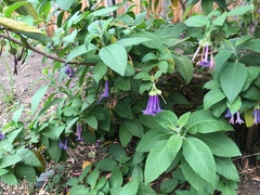 Iochroma