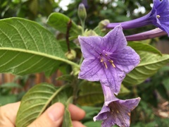 Iochroma