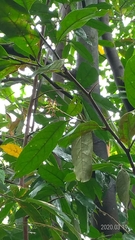 Eustigma oblongifolium