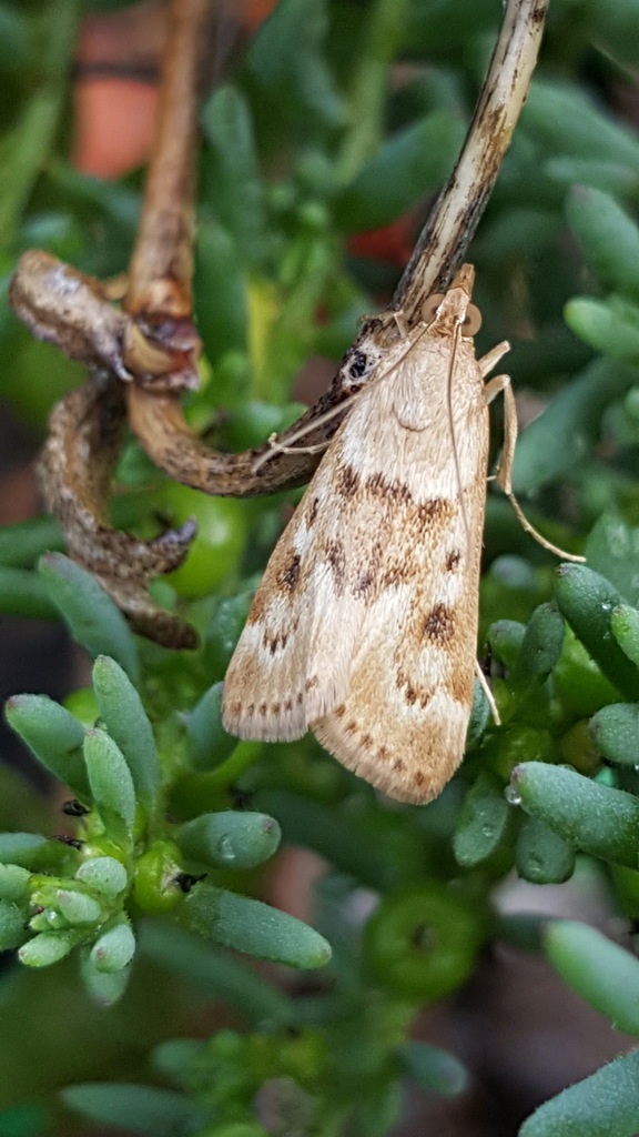Achyra nigrirenalis