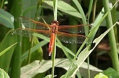 Libellula auripennis