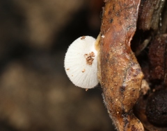 Crepidotus caspari