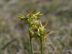 Genoplesium ciliatum