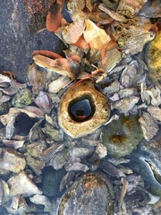 Semibalanus cariosus