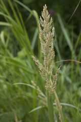 Poa eminens