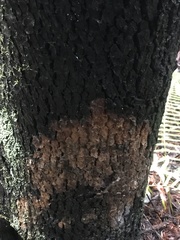 Arbutus menziesii