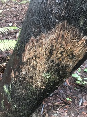 Arbutus menziesii