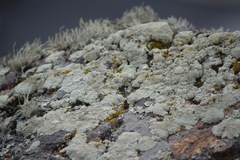 Protoparmeliopsis pinguis