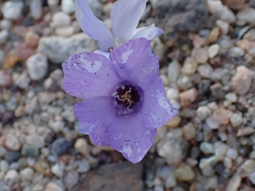 Linanthus parryae, photograph 5