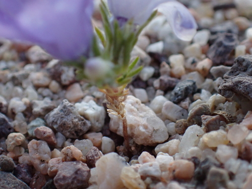 Linanthus parryae, photograph 6