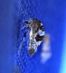 Cyrtolobus tuberosus