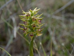 Genoplesium ciliatum