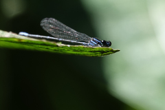 Argia oculata
