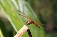 Libellula auripennis