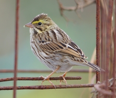 Passerculus sandwichensis savanna