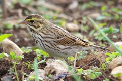Passerculus sandwichensis savanna