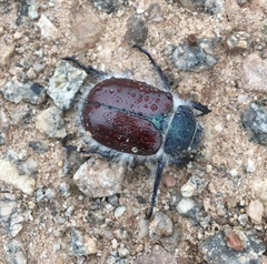Paracotalpa granicollis