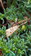 Achyra nigrirenalis
