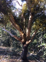 Arbutus bicolor