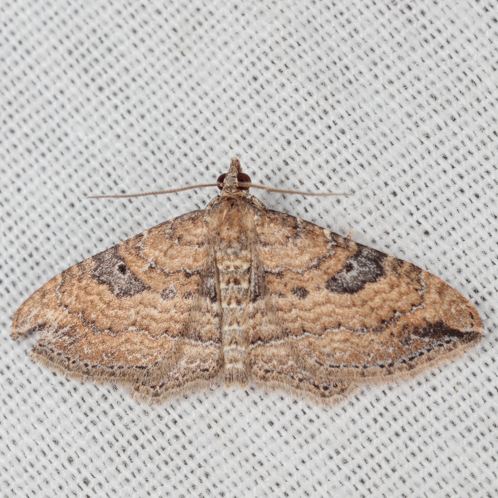 Gem Moth