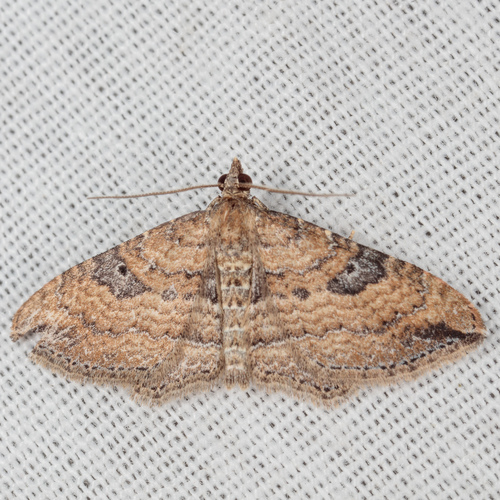 Gem Moth