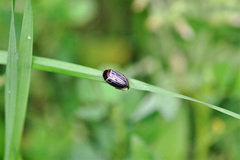 Agabus disintegratus