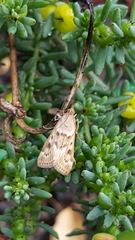Achyra nigrirenalis