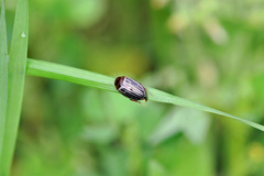 Agabus disintegratus