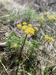 Lomatium foeniculaceum