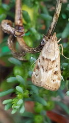 Achyra nigrirenalis