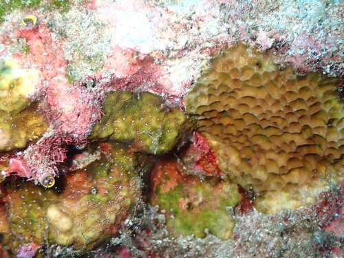 Pavona chiriquiensis observed 2026-04-14