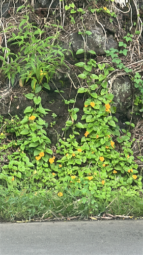 Thunbergia alata observed 2026-04-15