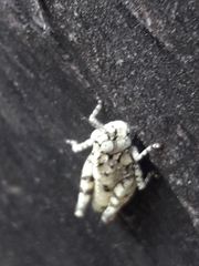 Leuronotina ritensis