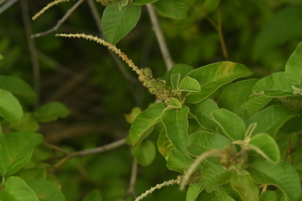 Croton heliotropiifolius