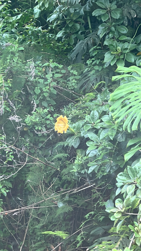 Solandra maxima, 2026-04-15