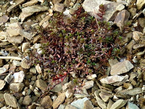 Epilobium glabellum observed 2026-04-11