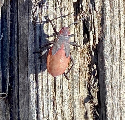iNaturalist observation photo of Red-shouldered Bug