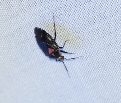 Deraeocoris sayi