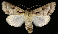 Acronicta quadrata