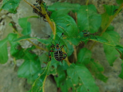 Pachylis acutangulus