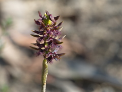 Genoplesium morrisii