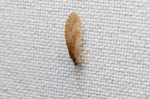 Micromus timidus observed 2026-04-13