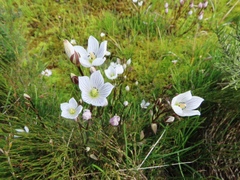 Gentianella muelleriana muelleriana