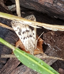 Achyra nigrirenalis