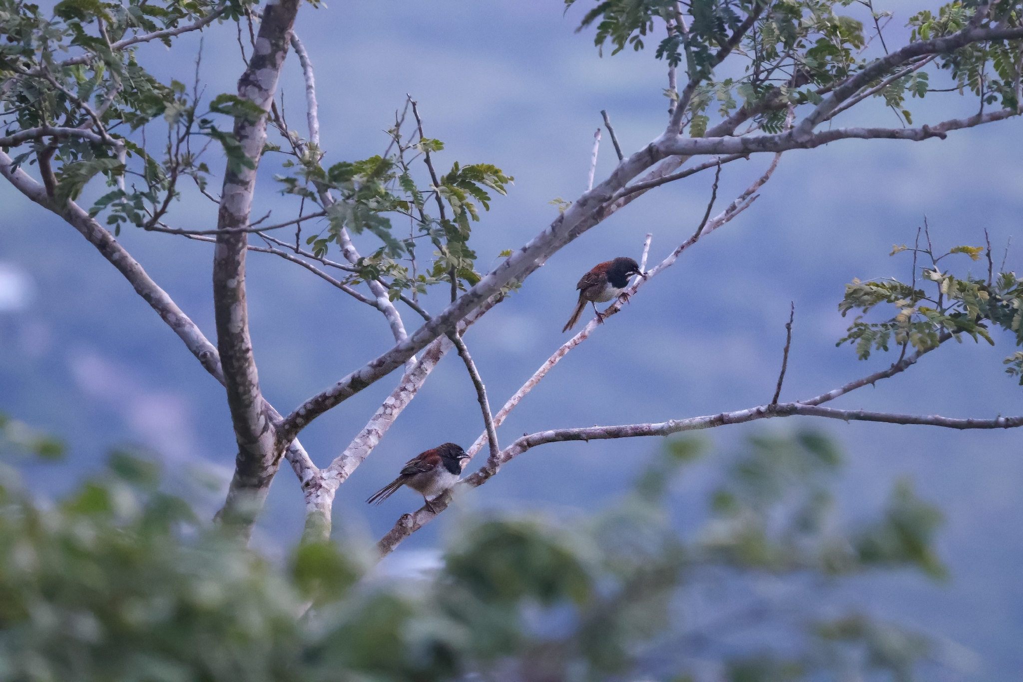 Black-chested Sparrow (Peucaea humeralis), photo 3