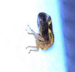 Ophiderma