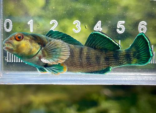 Greenfin darter (Etheostoma chlorobranchium) — Percidae — 5